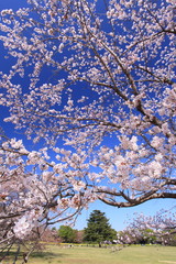 満開の桜の中に見えた広場の大きな杉