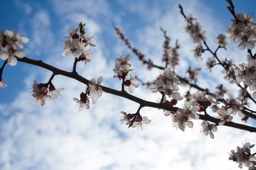 Flowers of an apricot tree against the blue sky with clouds. Blooming gardens in spring. copy space for text.  selective focus