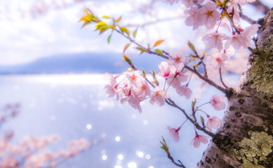 桜