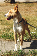 Naklejka na ściany i meble big yellow dog from shelter in belt posing outside in sunny park, smiling, adoption concept
