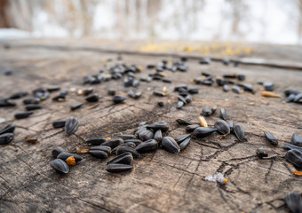 Sunflower seeds are scattered on the old shabby table in the winter forest in Altai, Russia