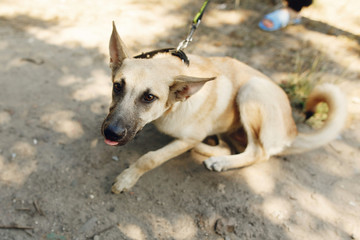 Fototapeta premium big brown scared dog from shelter posing outside in sunny park, adoption concept