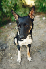 funny  dog from shelter with big ears posing outside in sunny park, adoption concept