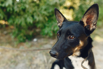 funny  dog from shelter with big ears posing outside in sunny park, adoption concept