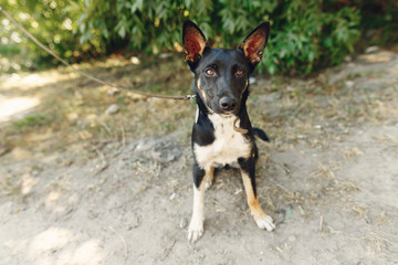 funny  dog from shelter with big ears posing outside in sunny park, adoption concept