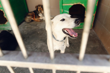 cute labrador puppy looking through shelter cage, smiling, emotional moment, adopt me concept,...