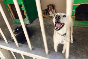 cute labrador puppy looking through shelter cage, smiling, emotional moment, adopt me concept,...