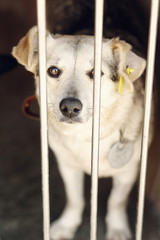 sad looking eyes of white cute puppy looking in shelter cage, sad emotional moment, adopt me concept, space for text