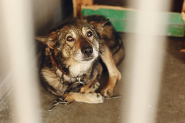 scared dog in shelter cage with sad crying eyes , emotional moment, adopt me concept, space for...