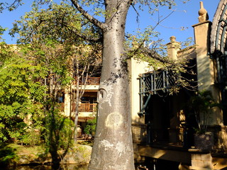Baobab,  Africa