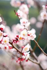 Japan Plum Blossom