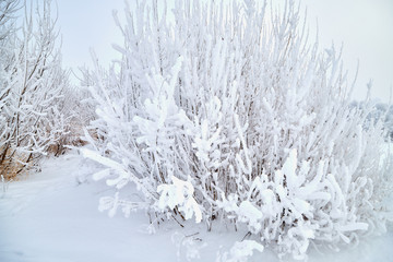 Landscape with tree in the foreground and field in the distance on a winter day