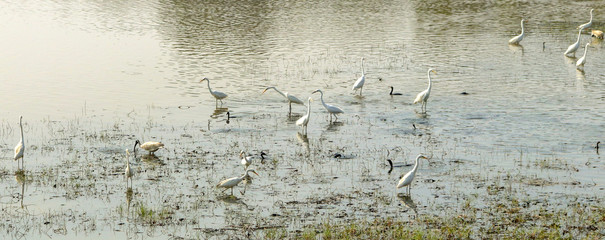 Flock of Migratory Egrets  and Ducks in lake, Goa, India.
