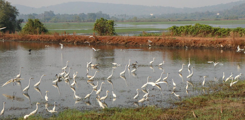 Flock of Migratory Egrets  and Ducks in lake, Goa, India.