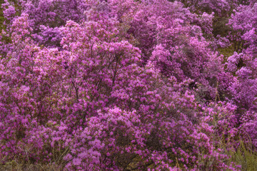 Fototapeta premium rhododendron mountain spring sakura siberian