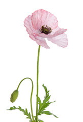 Single poppy isolated on white background.