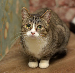 brown and white  shorthair cat