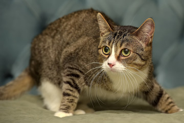 brown and white  shorthair cat