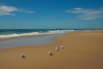 Seagulls on the beach