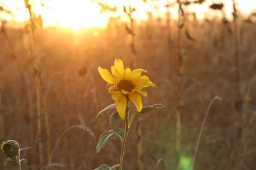 Young yellow sunflower in the field at sunset