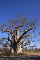 Baobab, Africa