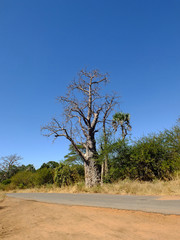 Baobab, Africa