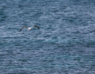 Fototapeta na wymiar Seagull in flight on blue sea