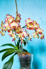 Purple and white spoted flowering orchids isolaten on the blue background