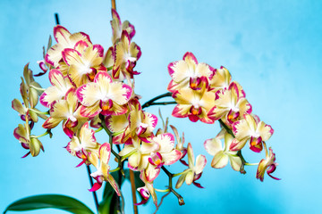 Purple and white spoted flowering orchids isolaten on the blue background
