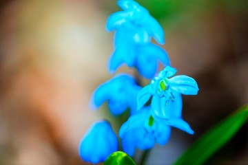 Blue snowdrops in a garden