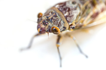 Adult size cicada on  background