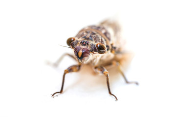 Adult size cicada on  background