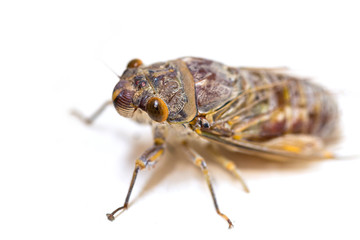 Adult size cicada on  background