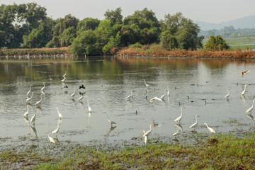 Fototapeta na wymiar Flock of Migratory Egrets and Ducks in lake, Goa, India.