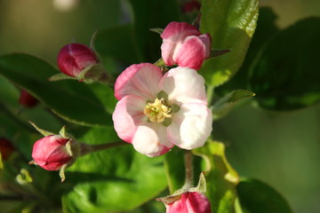 Fototapeta na wymiar Flowering time - wonderful blossoms from the apple tree
