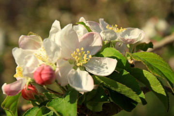 Beautiful blossoms from the apple tree
