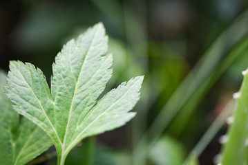 White mugwort leaves green for herb vegetable food nature in the garden