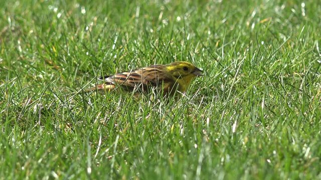 bird yellowhammer eating birdseed on meadow
