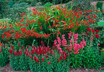 Red flower border with crocosmia, penstemon and antirrhinum in a country garden