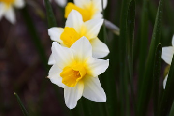 beautiful daffodils in spring 