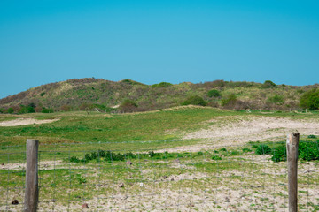 Fototapeta na wymiar dune landscape in Renesse, The Netherlands