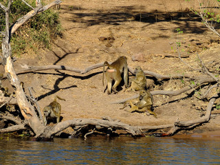 Botswana, Zambezi River, Africa, Safari & Cruise