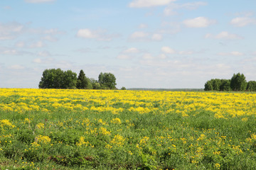 Obraz premium Field of rapeseed in Kostroma region, Russia