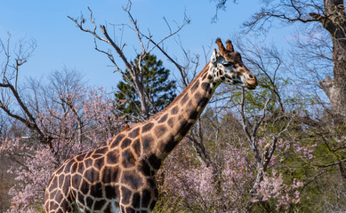 giraffe in wildlife