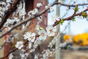 Beautiful blooming blossom buds and flowers on fruit trees cherry peach apricot in picturesque spring close up