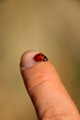 Ladybird rests on fingers 