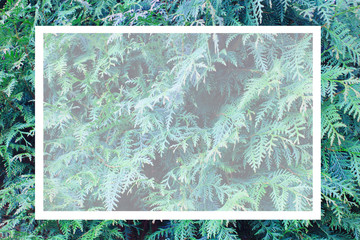 Thuja bush background and place for text