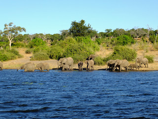 Obraz premium Botswana, Zambezi River, Africa, Safari & Cruise