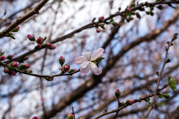 Beautiful blooming blossom buds and flowers on fruit trees cherry peach apricot in picturesque spring close up