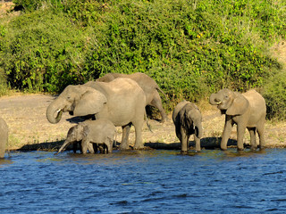 Botswana, Zambezi River, Africa, Safari & Cruise